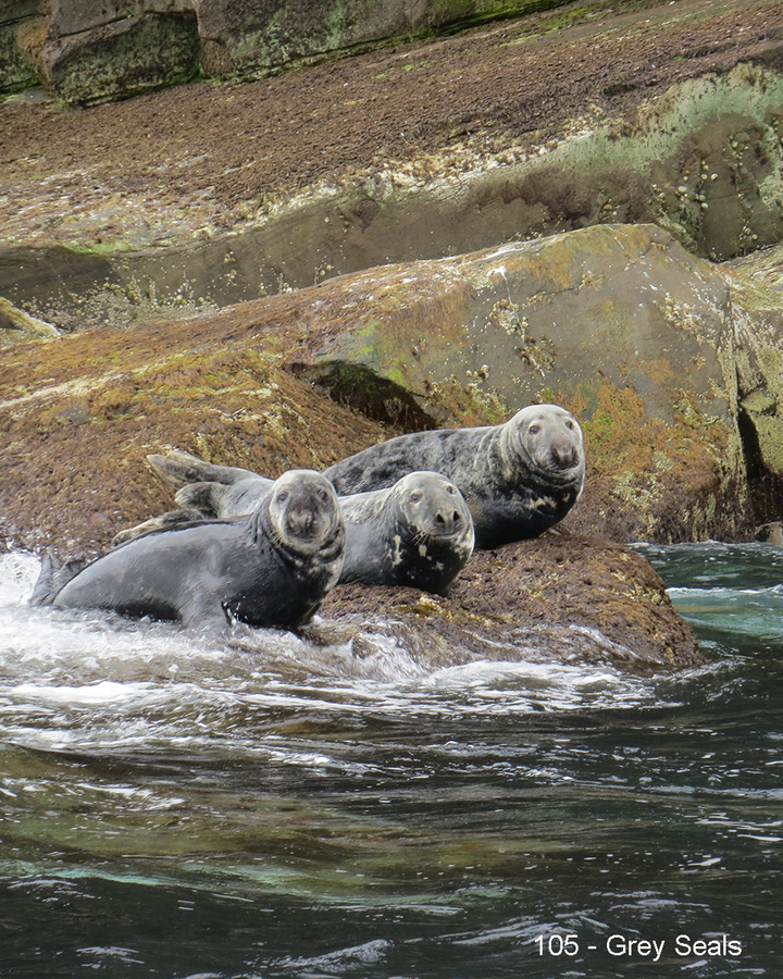 105 - Grey Seals 